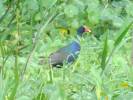 American Purple Gallinule (Photo Taken from Airboat)