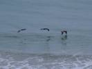 Pelicans Skimming the Ocean