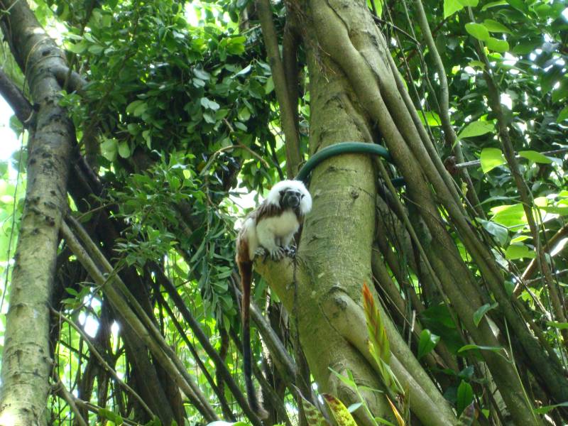 Moody Gardens Monkey