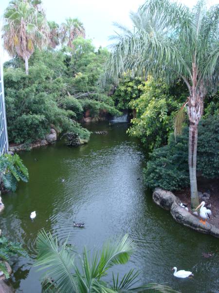 Flamingo Pond at Moody Gardens