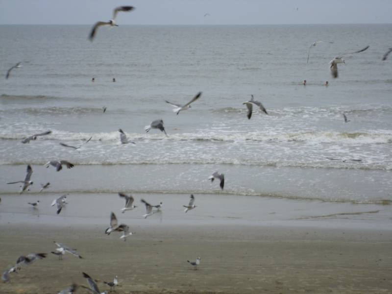 Flock of Seagulls, Galveston