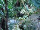 Moody Gardens Rainforest