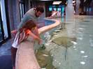 Feeding Stingrays, Kemah Boardwalk