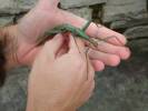 A Leaf Insect near Natural Bridge Caverns