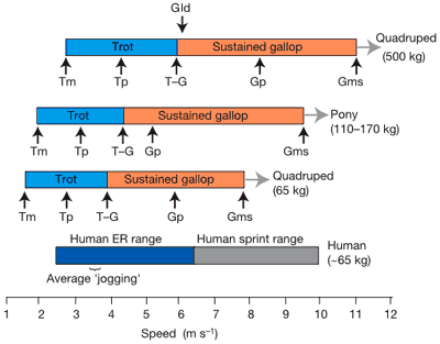 human_horse_comparative_speeds.gif (400×313)