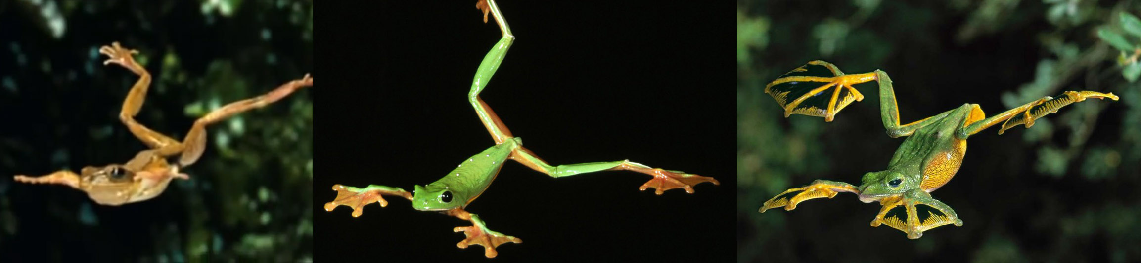 Flying Frog Progression
