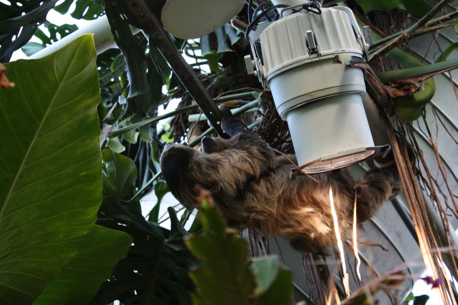 Sloth at National Aquarium