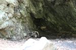 Vulture Chicks at Indian Caves, Lake Linganore