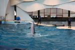 Dolphin at National Aquarium