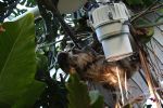 Sloth at National Aquarium